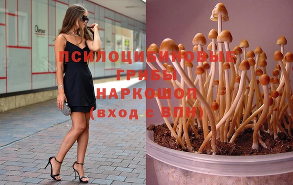 стаф Алзамай
